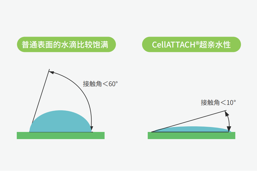 独特的超亲水表面处理技术，能为细胞提供更好的吸附性，促进细胞快速贴壁生长，提高产量